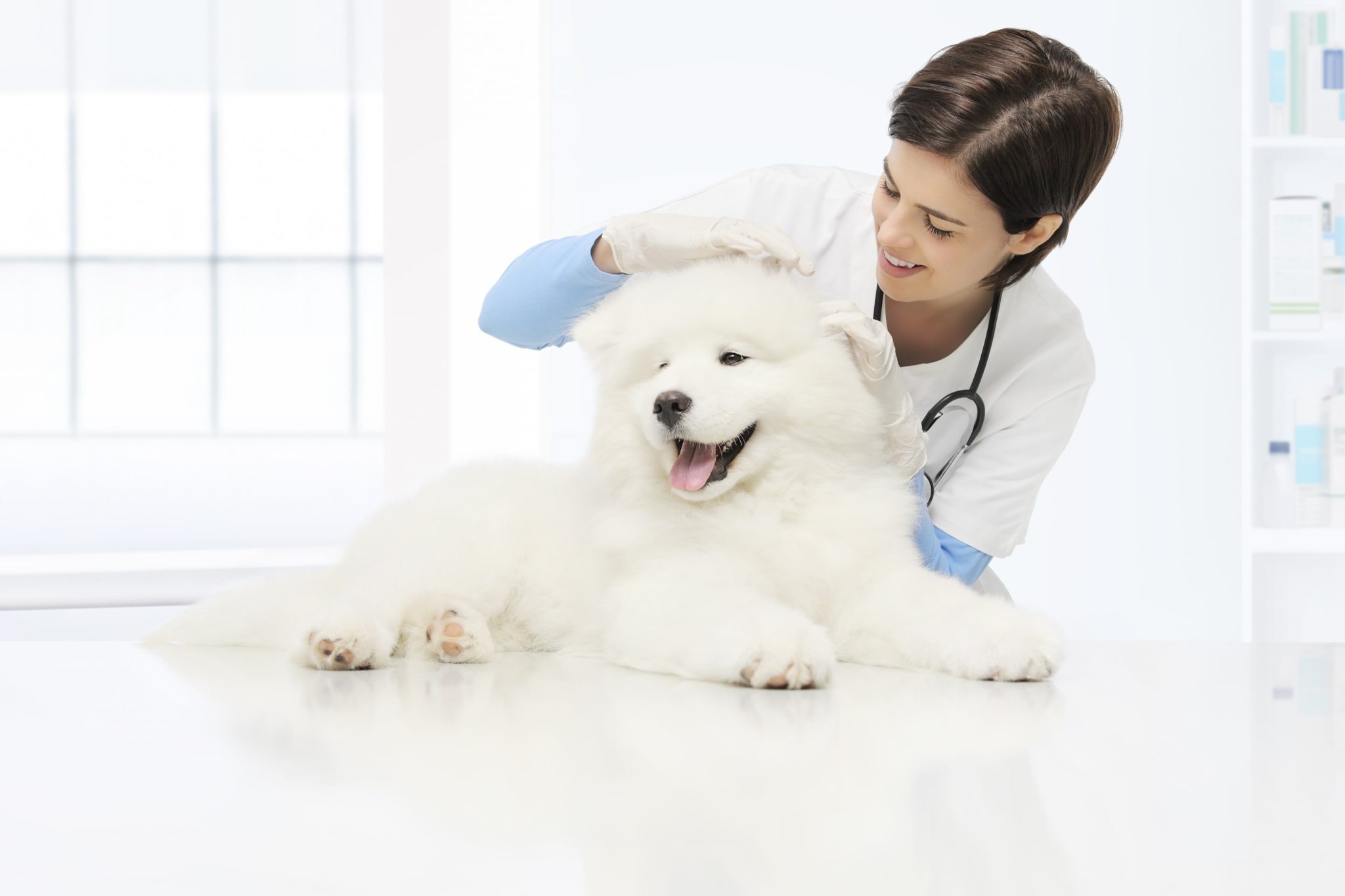 veterinary examination dog veterinarian checks the ears dog on the table in vet clinic