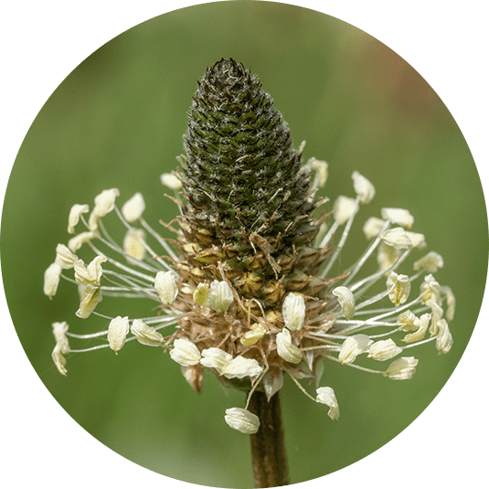 PLANTAIN RIBWORT