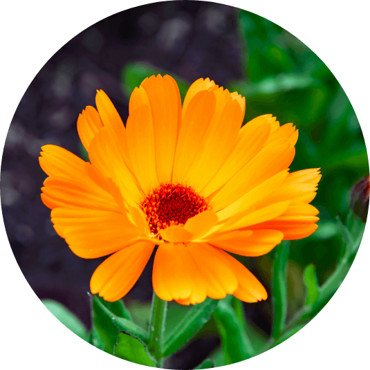 CALENDULA